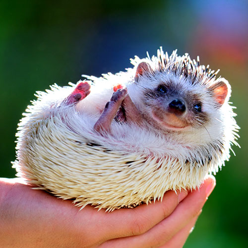National Hedgehog Day